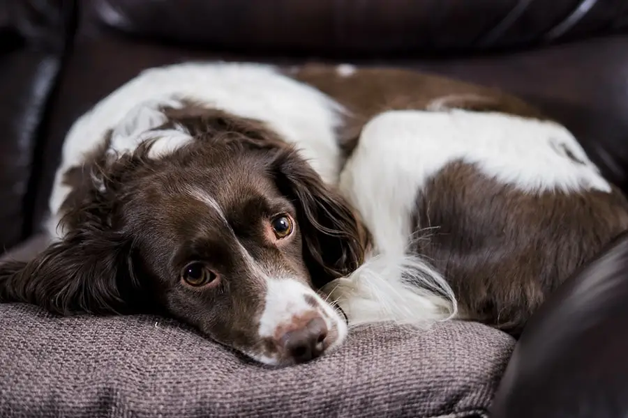 English springer spaniel behavior problems