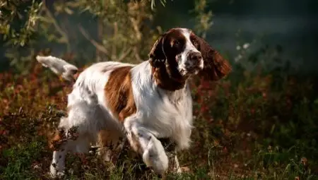 English springer spaniel behavior problems