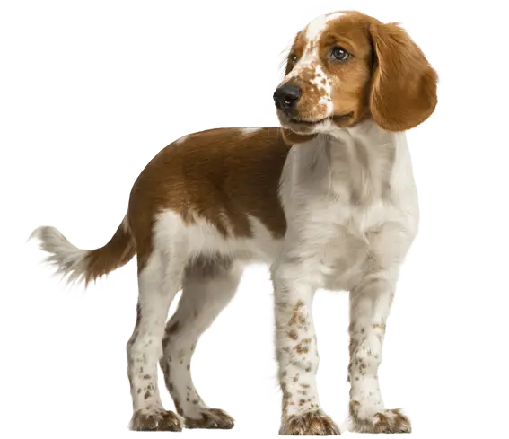 English springer spaniel behavior problems