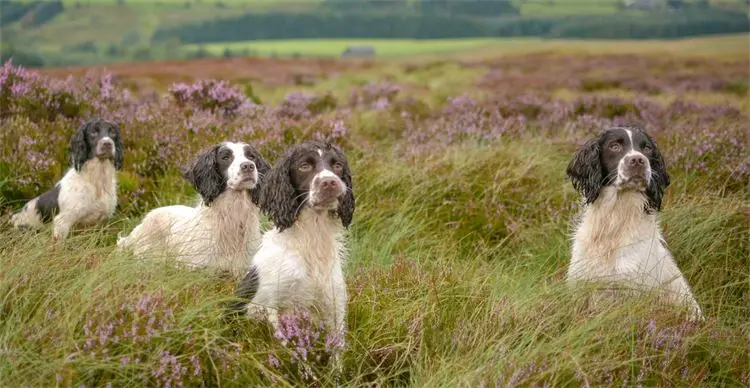 English springer spaniel behavior problems