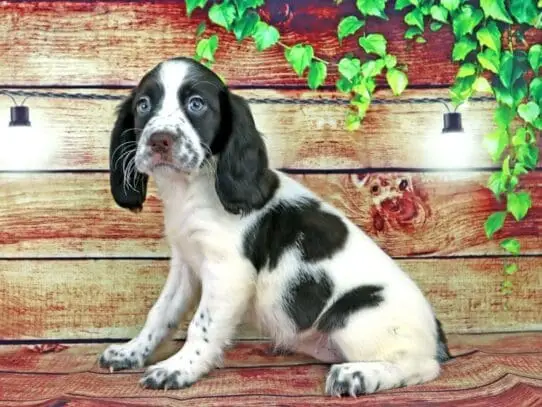 English springer spaniel behavior problems