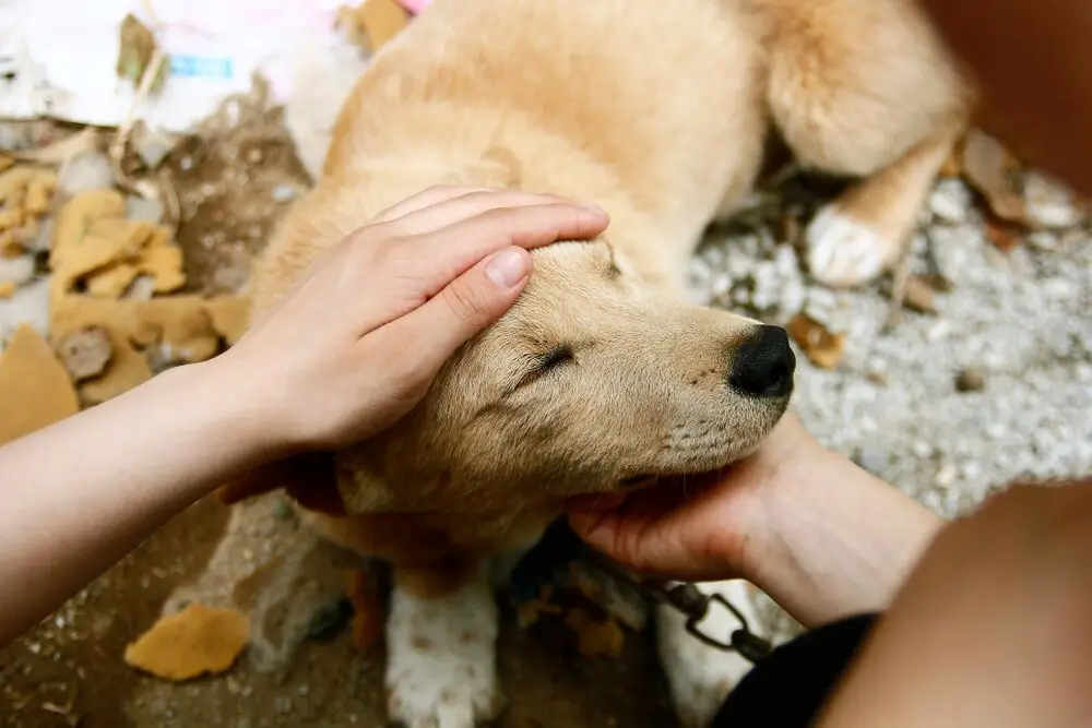 Obsessive Compulsive Disorder in Dogs Symptoms Obsessive Compulsive Disorder in Dogs Symptoms