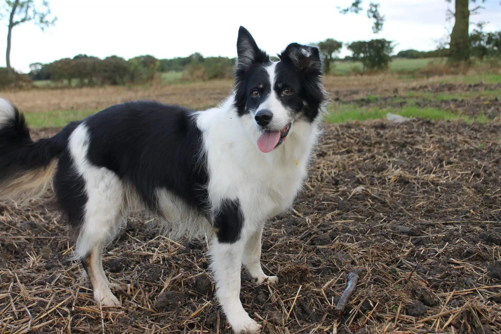 Obsessive Compulsive Disorder in Dogs Symptoms Obsessive Compulsive Disorder in Dogs Symptoms