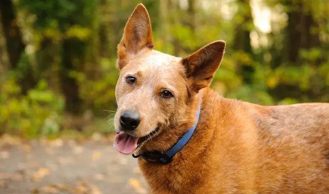 Australian Cattle Dog Behavior Issues