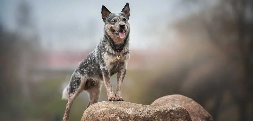 Australian Cattle Dog Behavior Issues