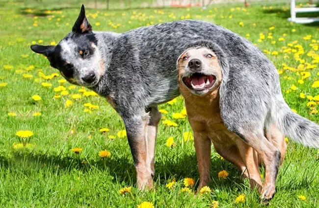 Australian Cattle Dog Behavior Issues