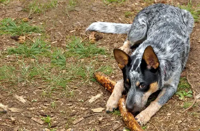 Australian Cattle Dog Behavior Issues