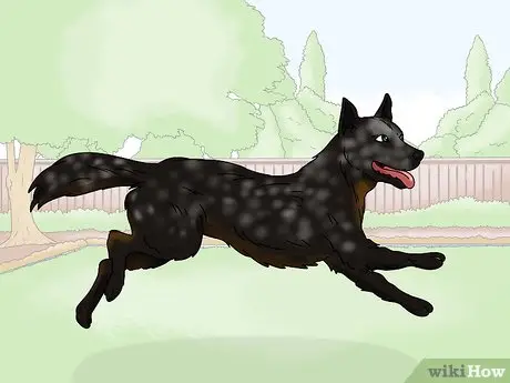 Australian Cattle Dog Behavior Issues