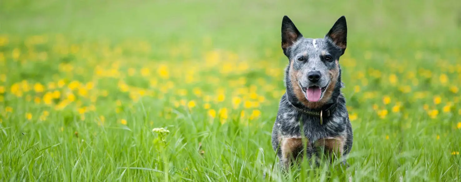 Australian Cattle Dog Behavior Issues