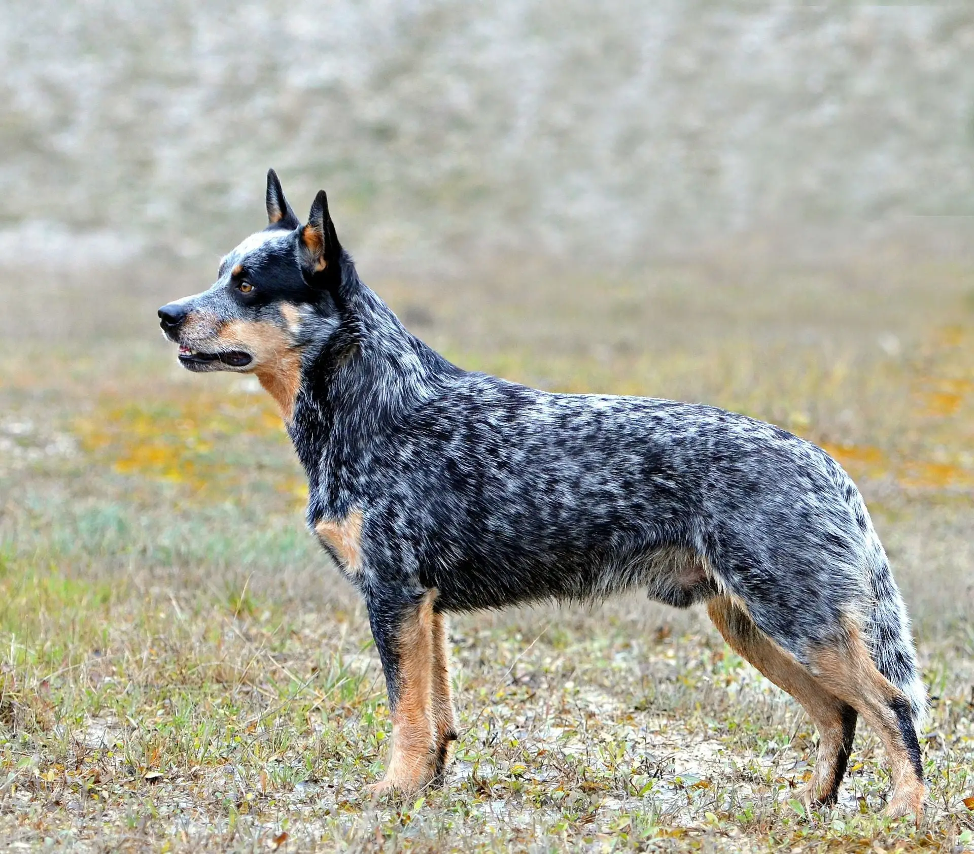 Australian Cattle Dog Behavior Issues