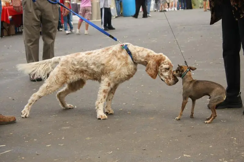 Aggressive behavior in dogs toward other dogs Aggressive behavior in dogs toward other dogs