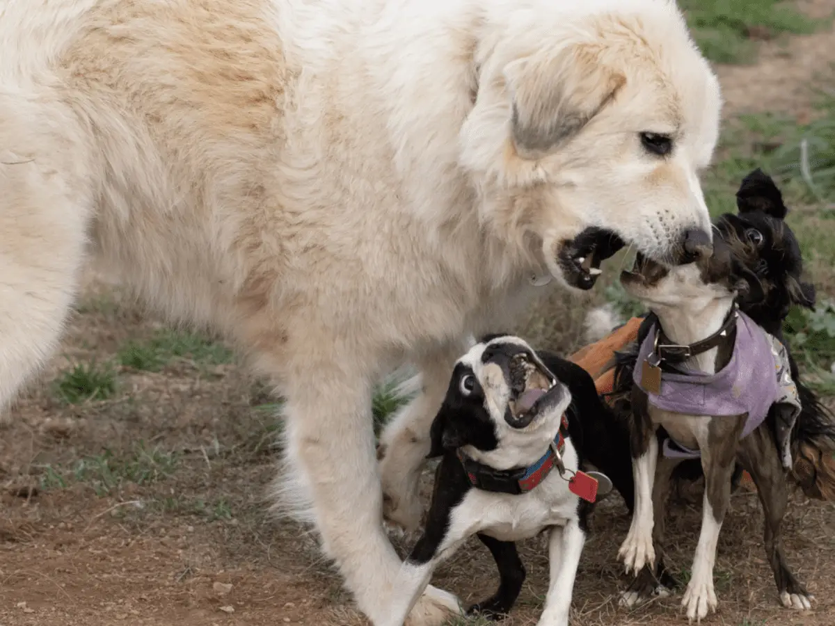 Aggressive behavior in dogs toward other dogs Aggressive behavior in dogs toward other dogs