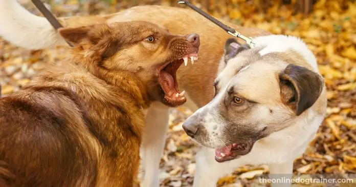 Aggressive behavior in dogs toward other dogs Aggressive behavior in dogs toward other dogs