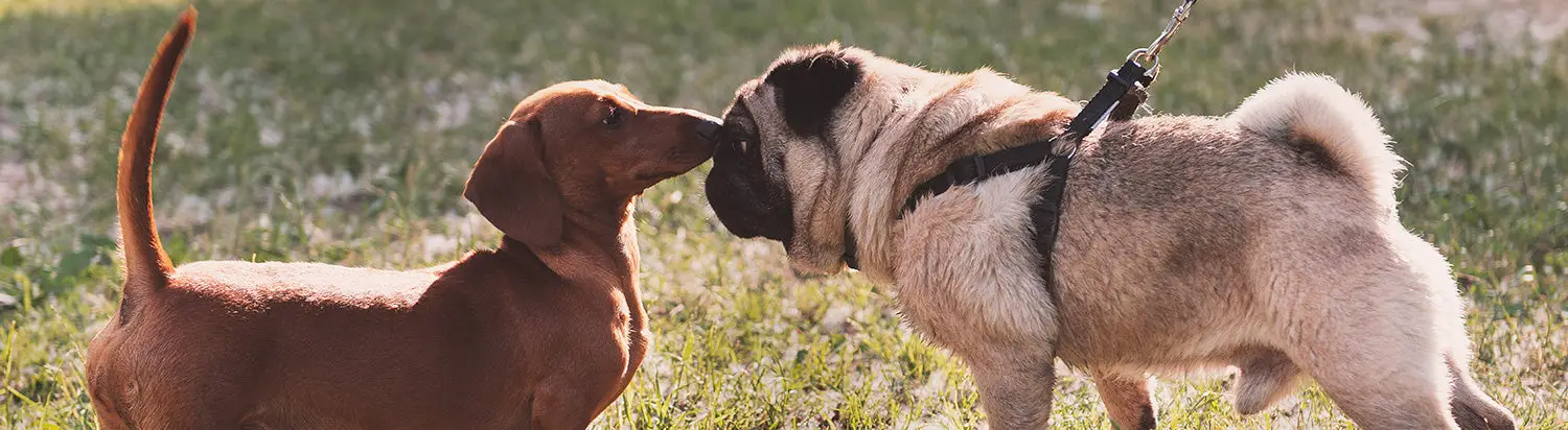 Aggressive behavior in dogs toward other dogs Aggressive behavior in dogs toward other dogs