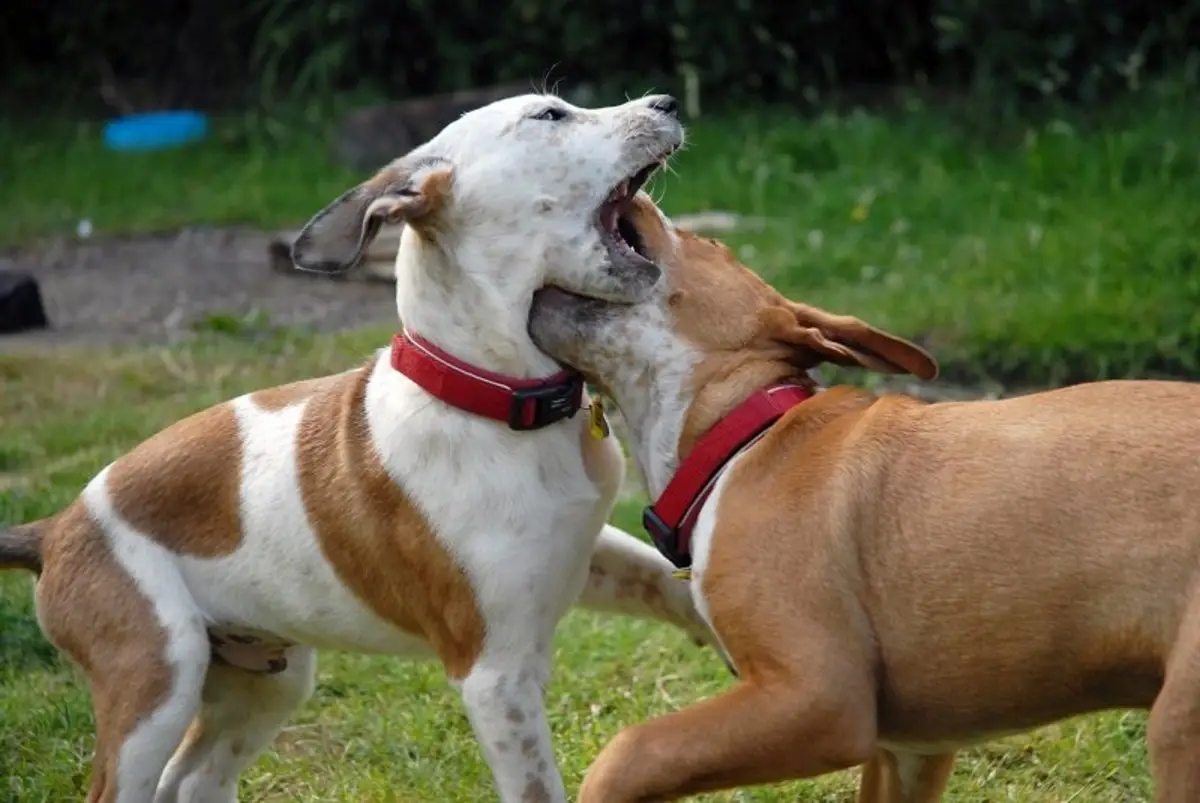 Aggressive behavior in dogs toward other dogs Aggressive behavior in dogs toward other dogs