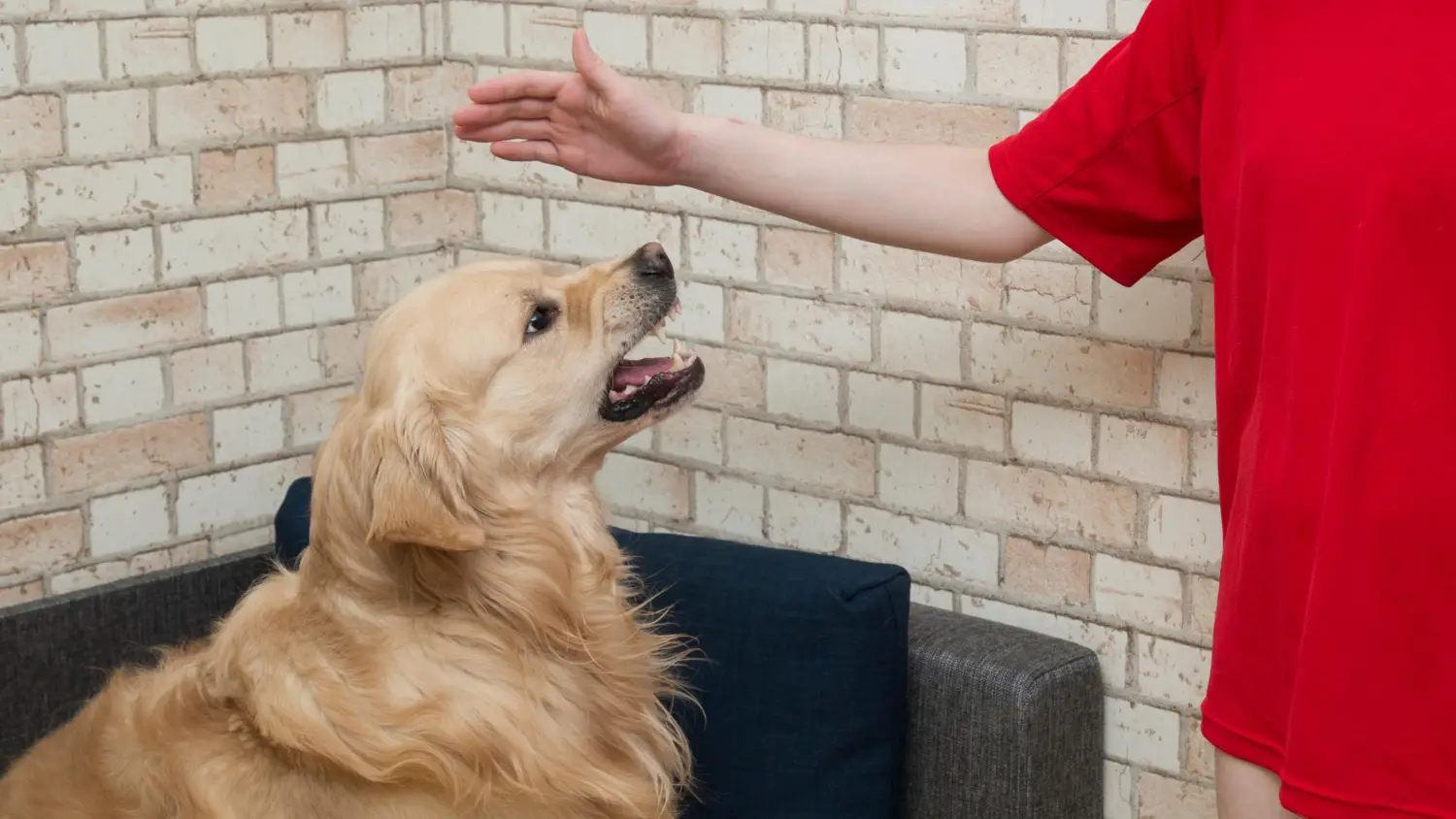 Aggressive behavior in dogs toward other dogs Aggressive behavior in dogs toward other dogs