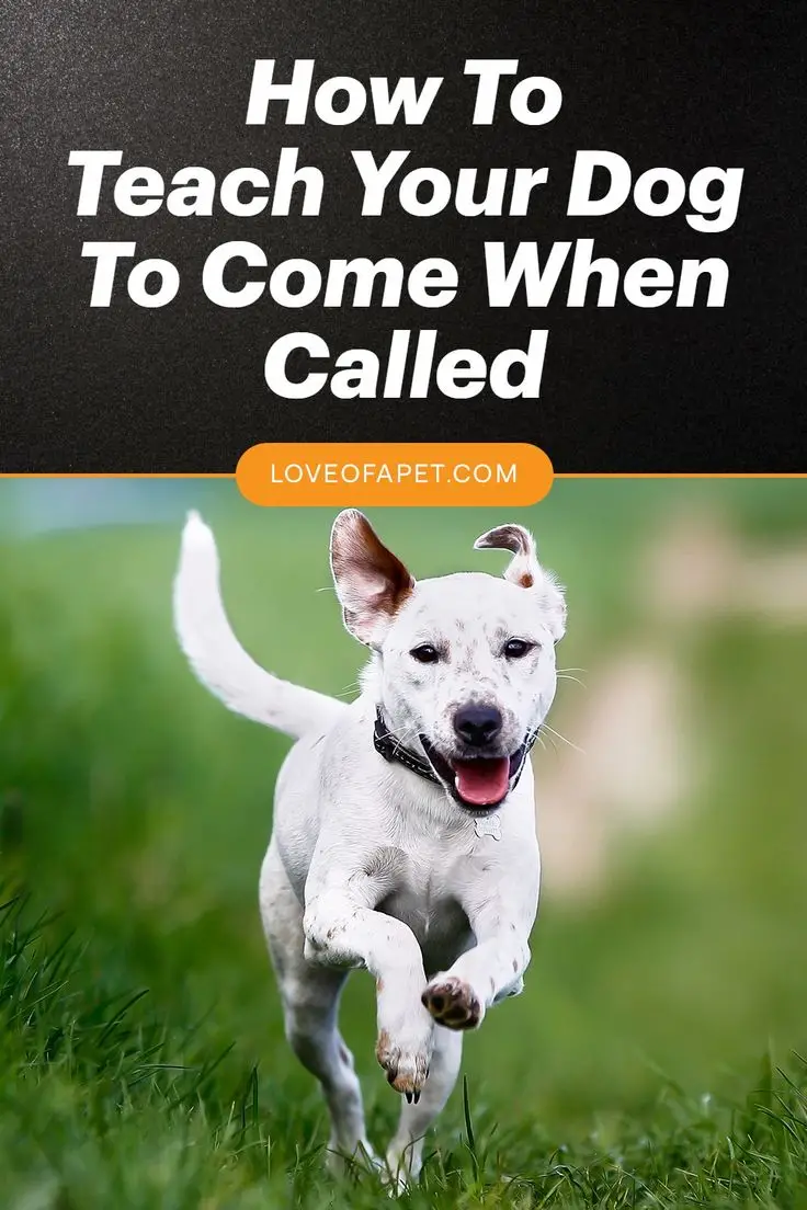 Teach your dog to come when called