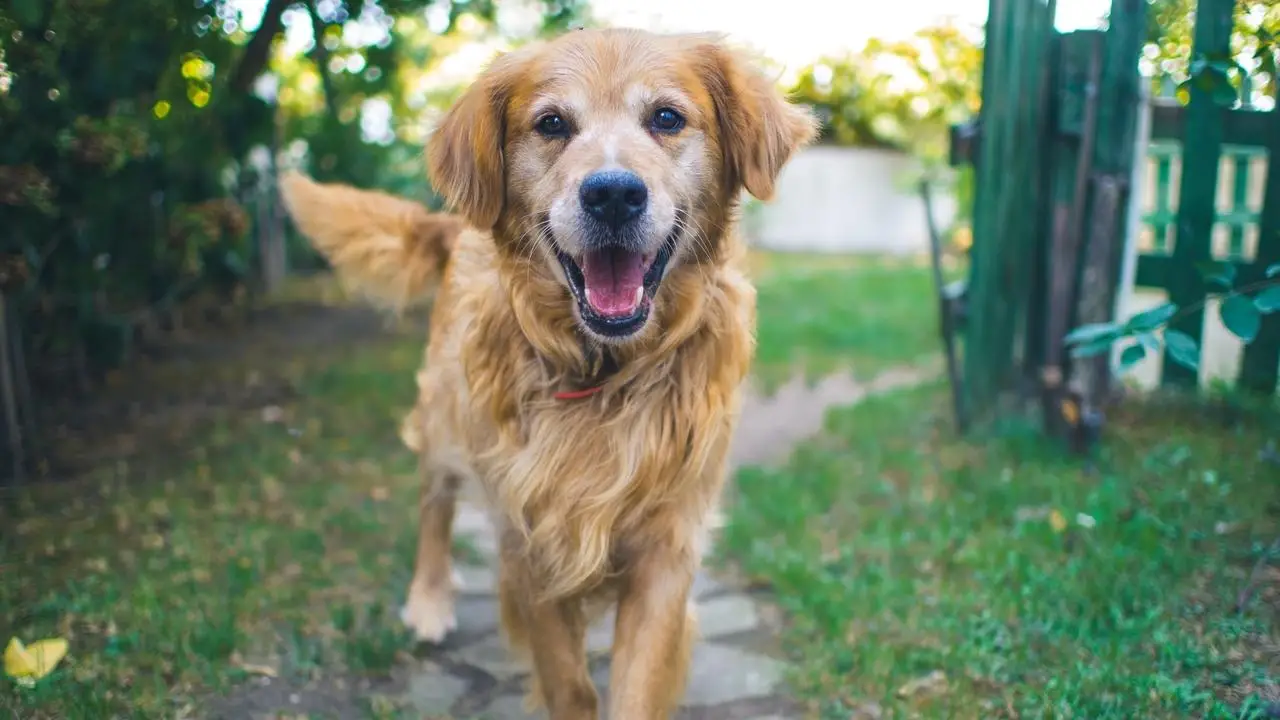 Teach your dog to come when called