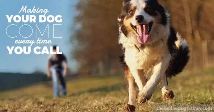 Teach your dog to come when called