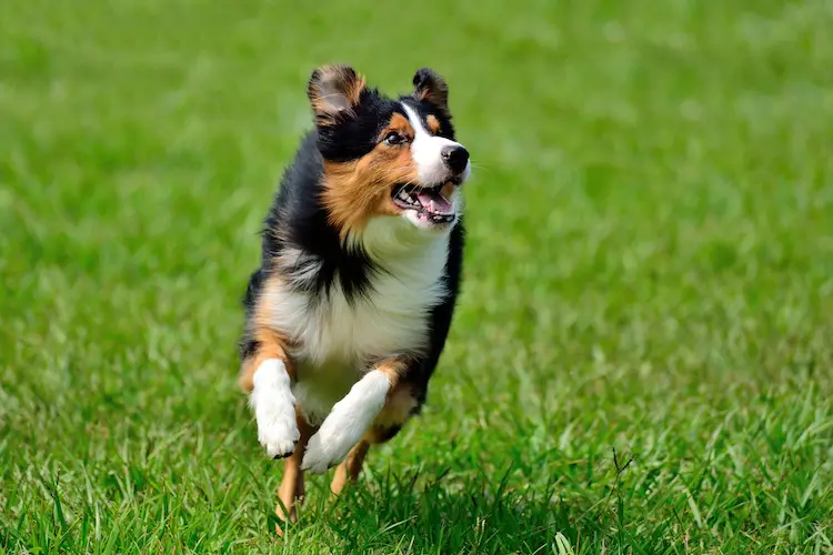 Teach your dog to come when called