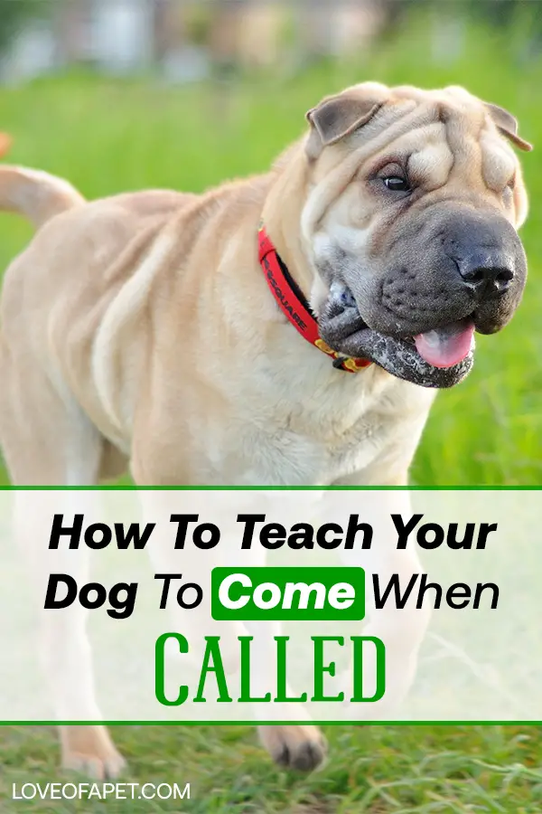 Teach your dog to come when called