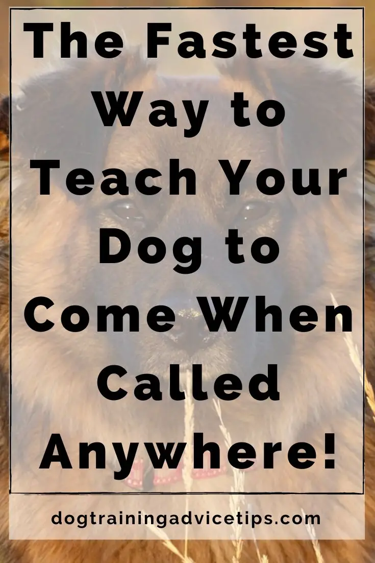Teach your dog to come when called