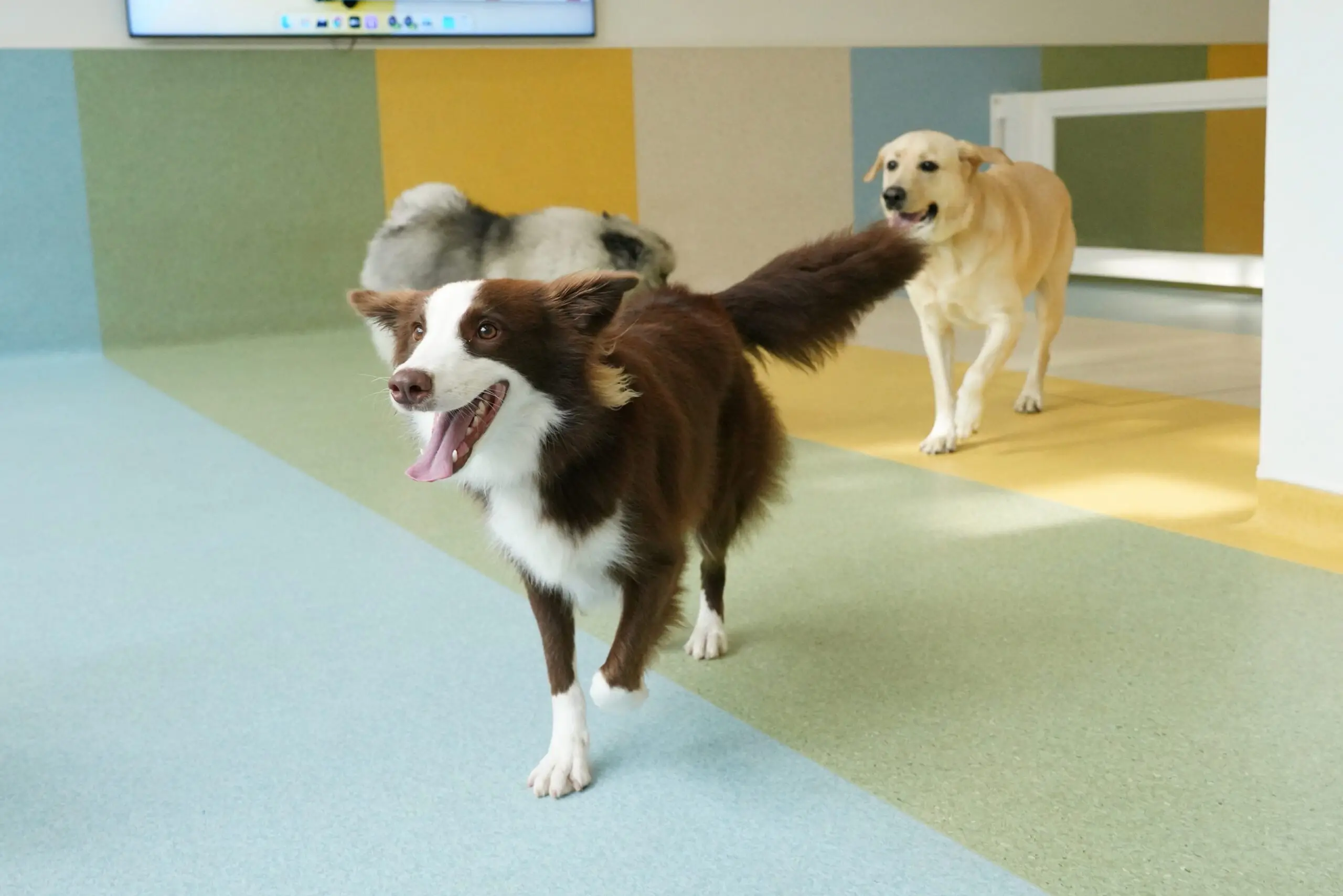 Teach your dog to come when called