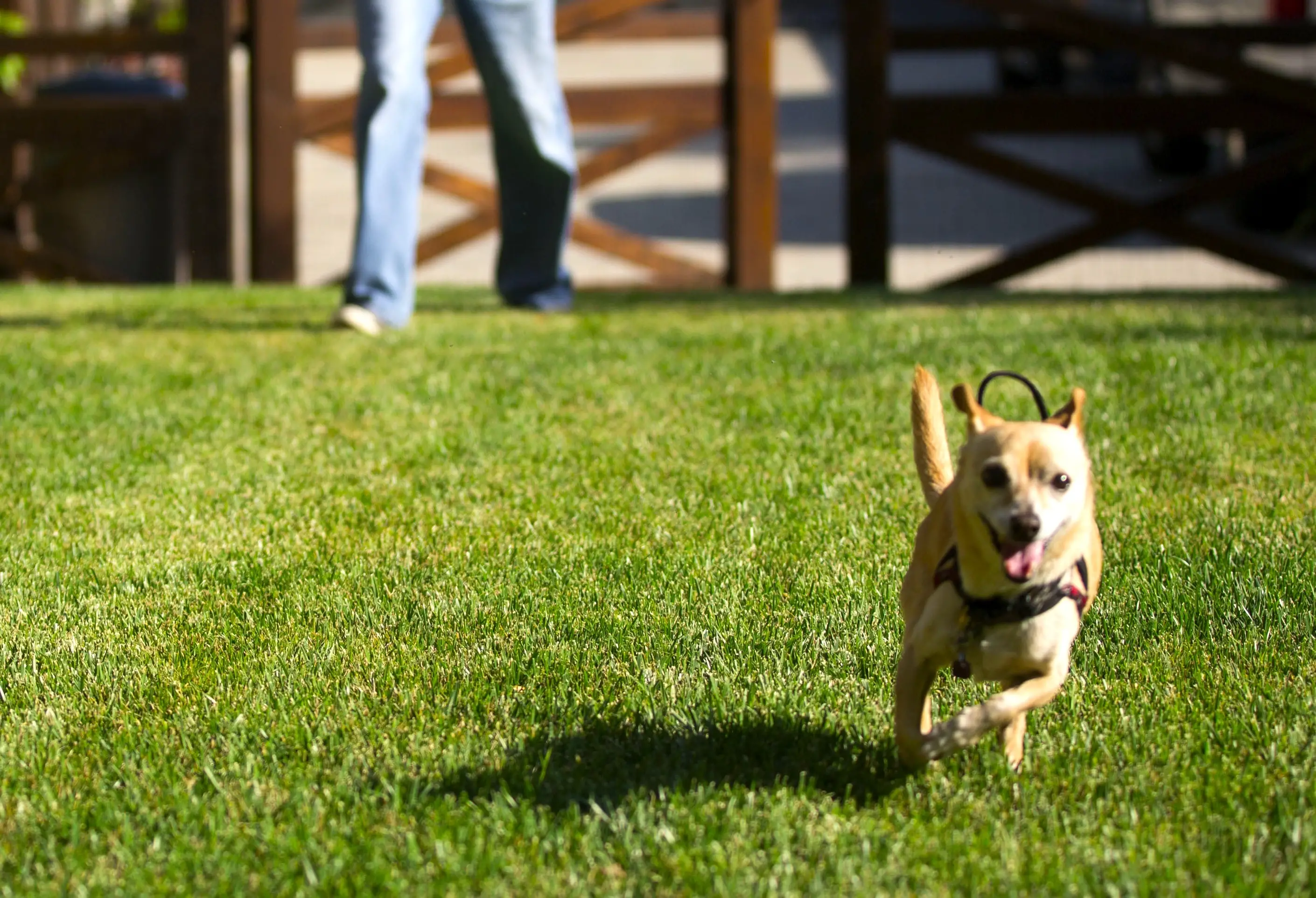 Teach your dog to come when called