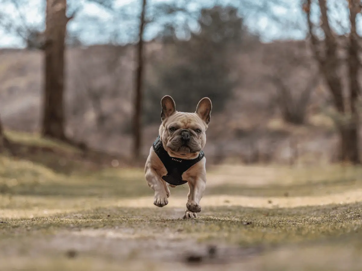 Teach your dog to come when called