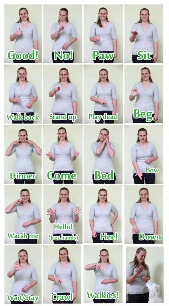 List of Dog Commands and Hand Signals