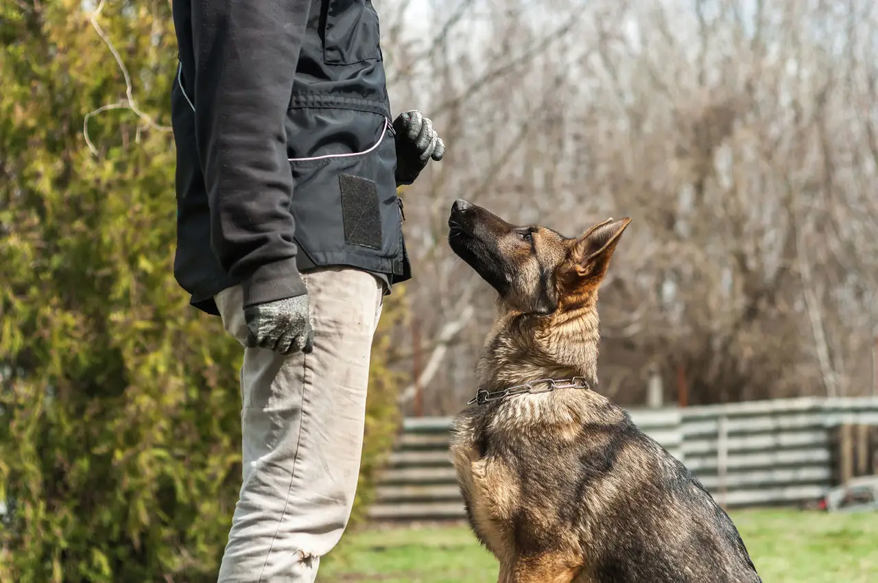 List of Dog Commands and Hand Signals