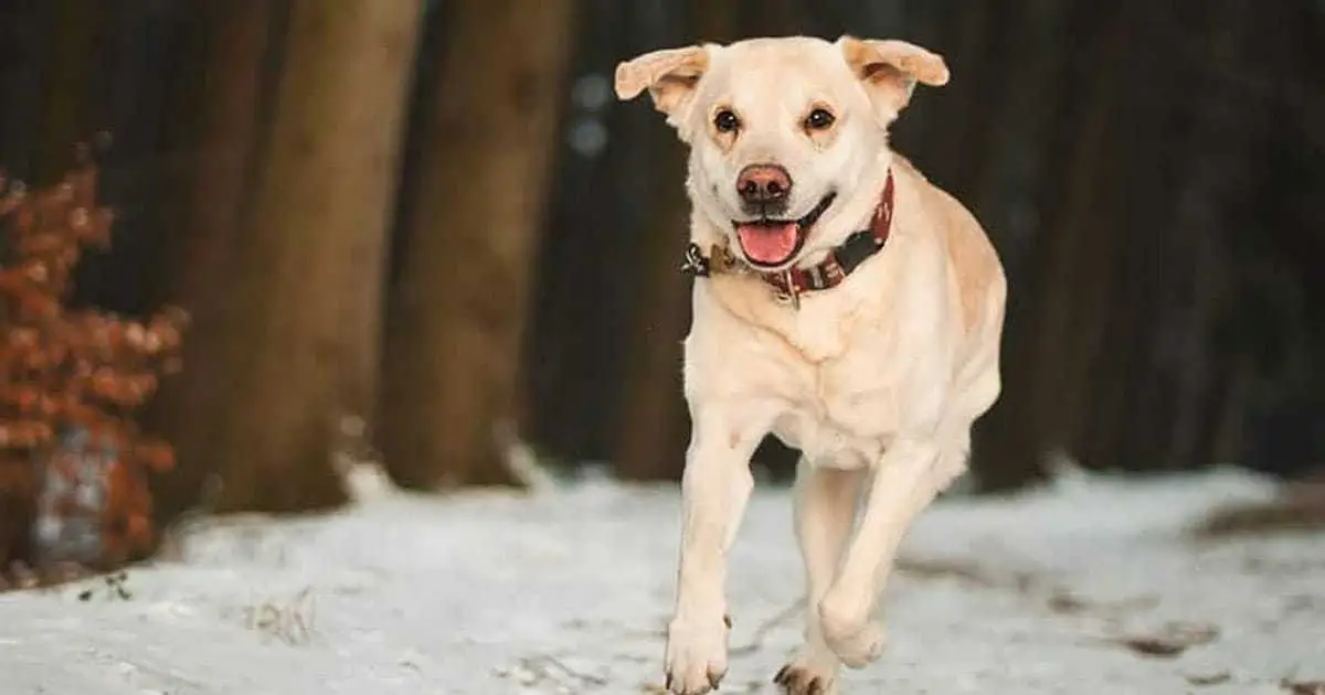 Train dog to come when called