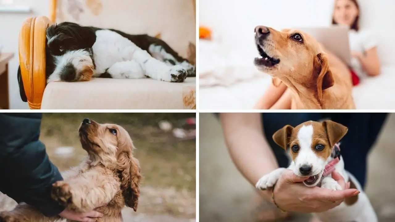 Cool Tricks for Dogs to Learn