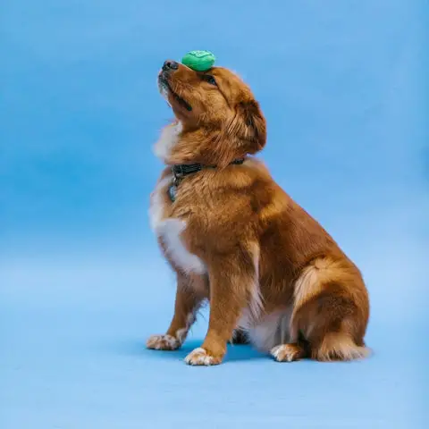 Cool Tricks for Dogs to Learn