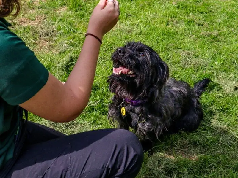 Cool Tricks for Dogs to Learn