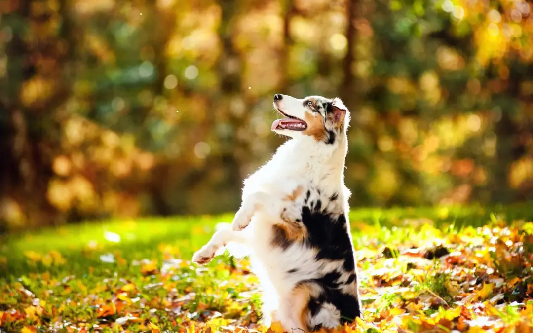 Cool Tricks for Dogs to Learn