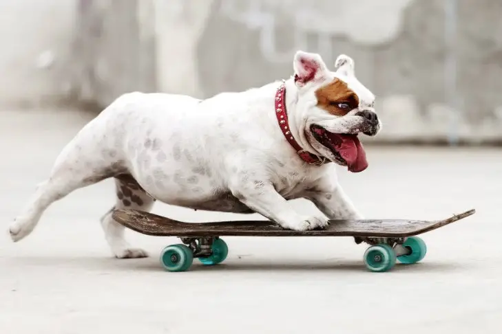 Cool Tricks for Dogs to Learn