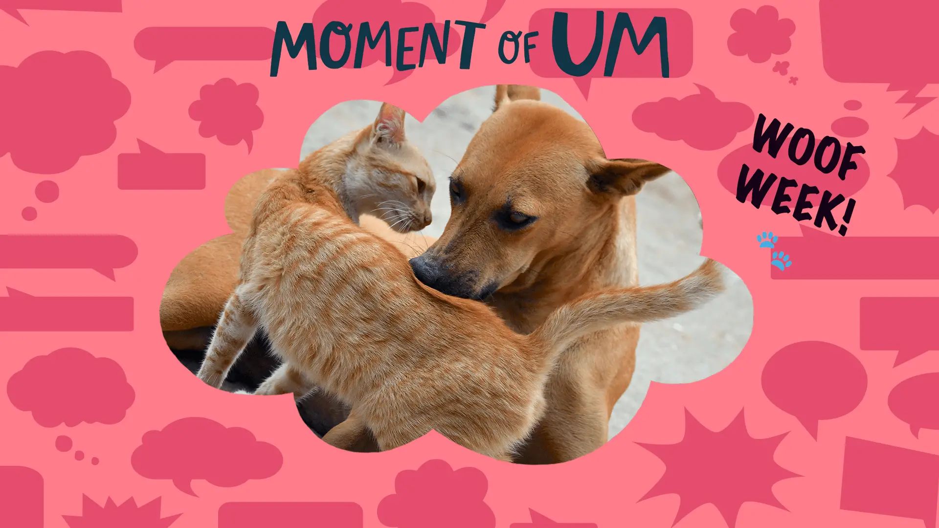 Cool Tricks for Dogs to Learn