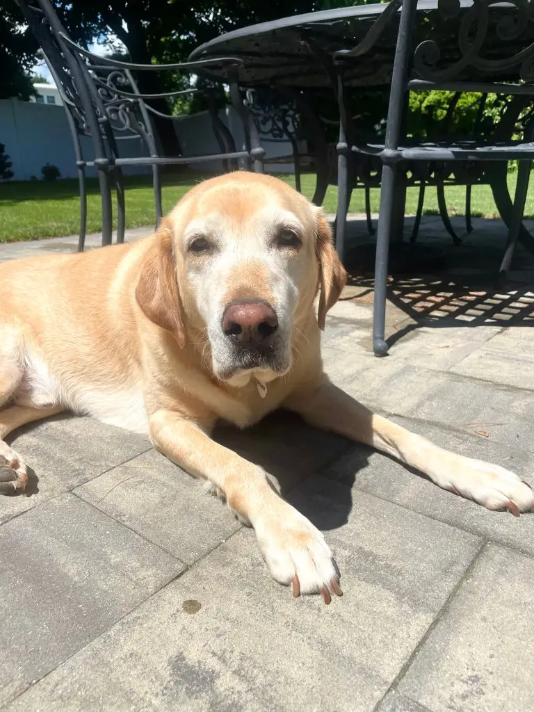 Cool Tricks for Dogs to Learn