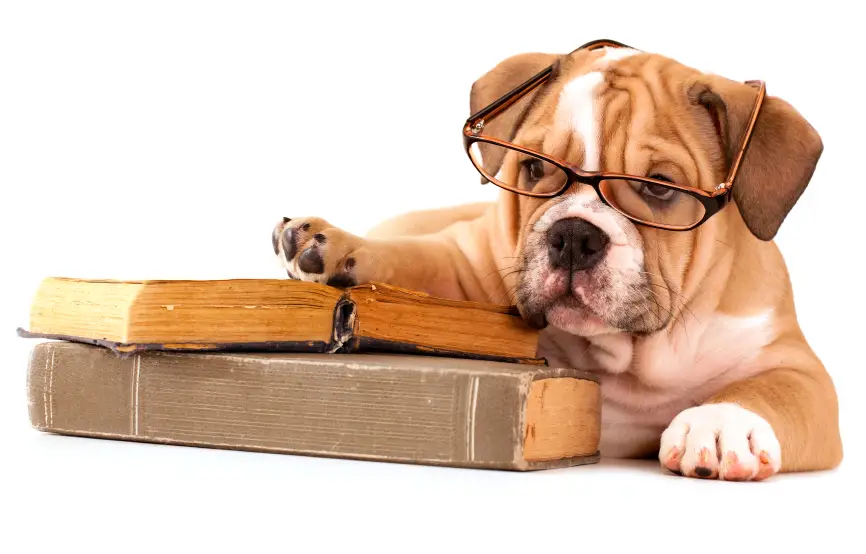 Cool Tricks for Dogs to Learn