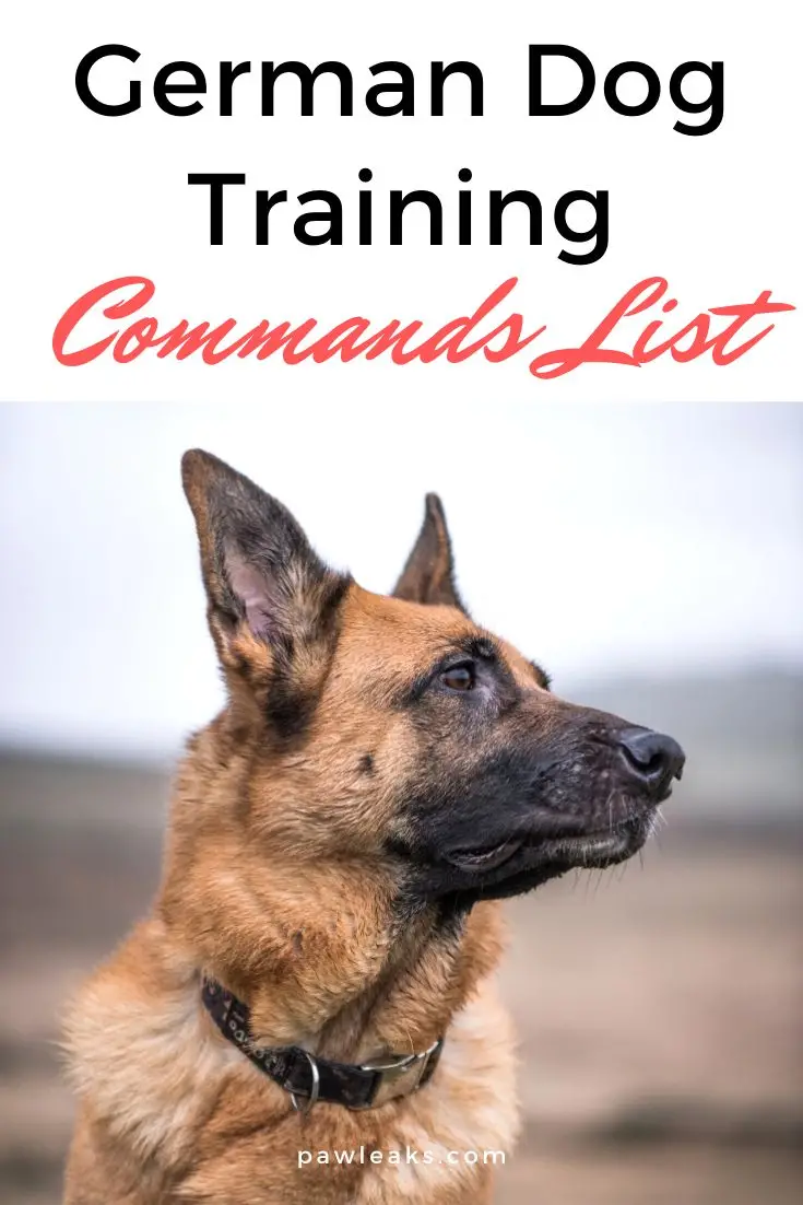 Dog commands in german with pronunciation