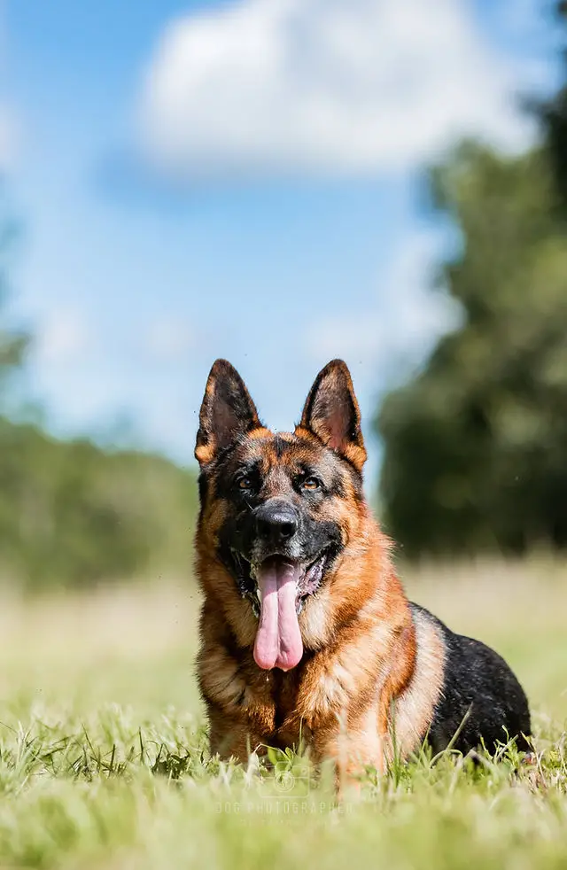 Dog commands in german with pronunciation