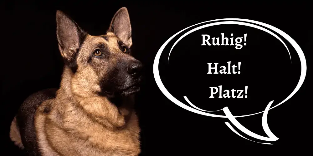 Dog commands in german with pronunciation