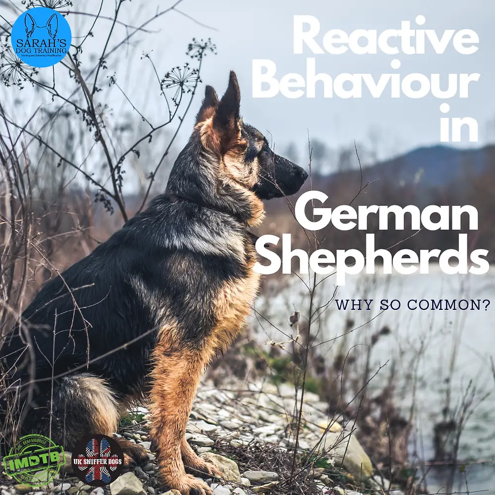Dog commands in german with pronunciation