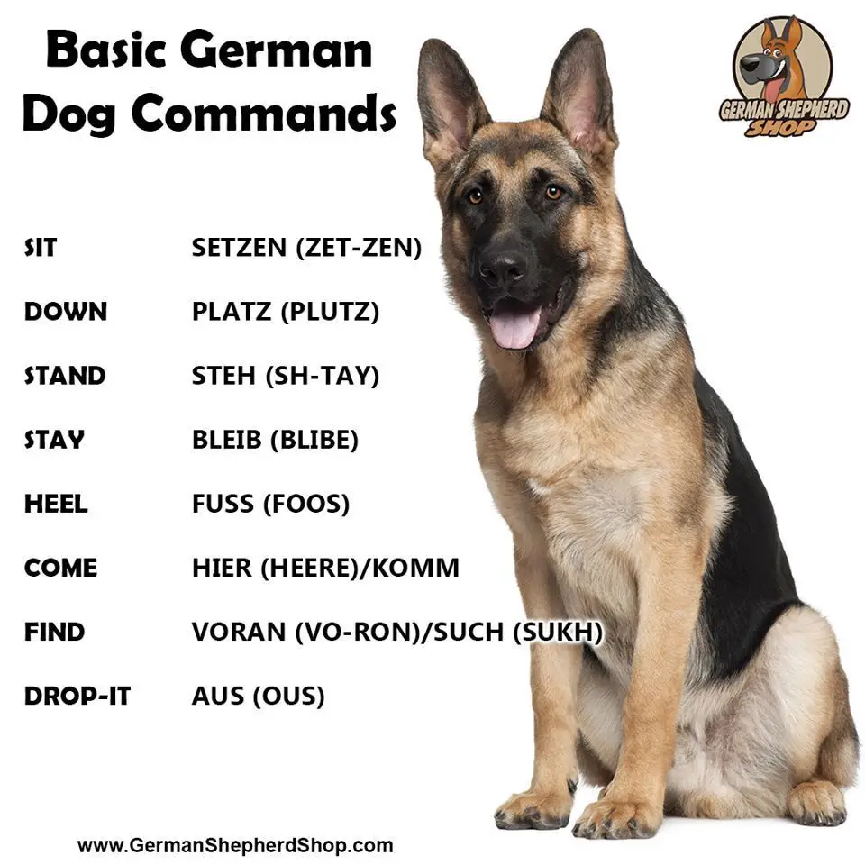 Dog commands in german with pronunciation