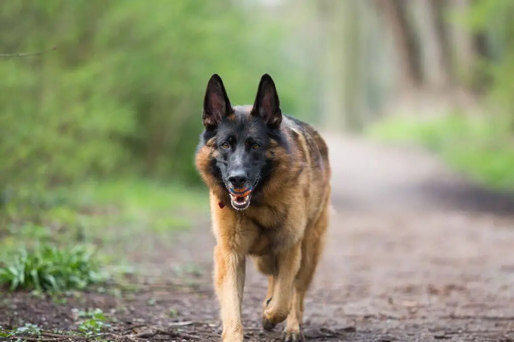 Dog commands in german with pronunciation