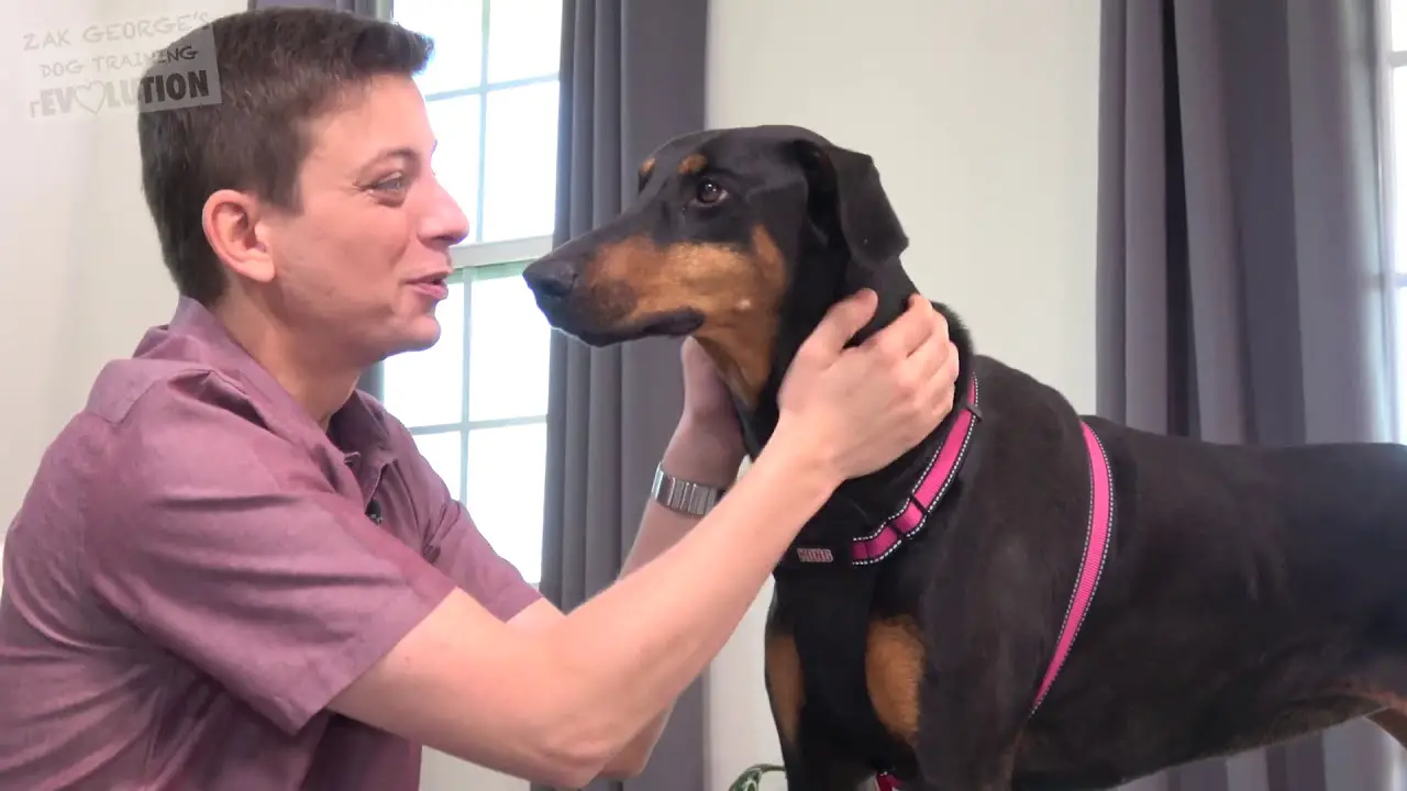 Good Dog Tricks to Teach Your Dog