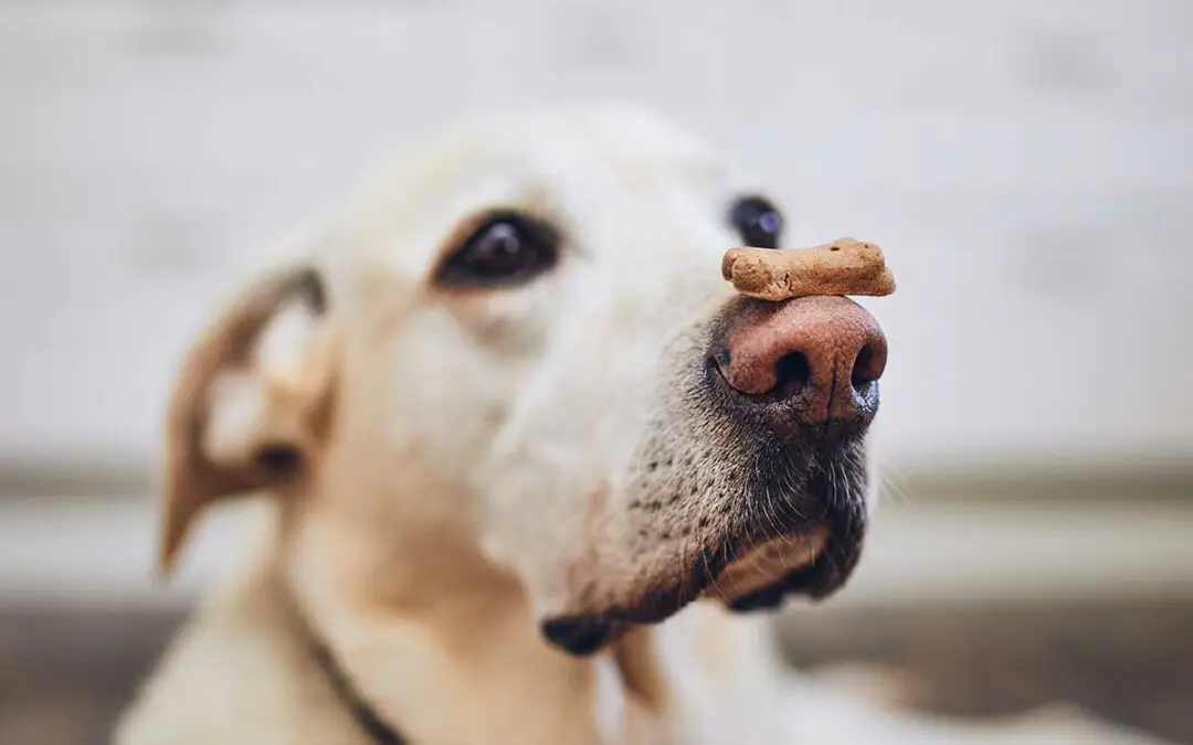 Good Dog Tricks to Teach Your Dog