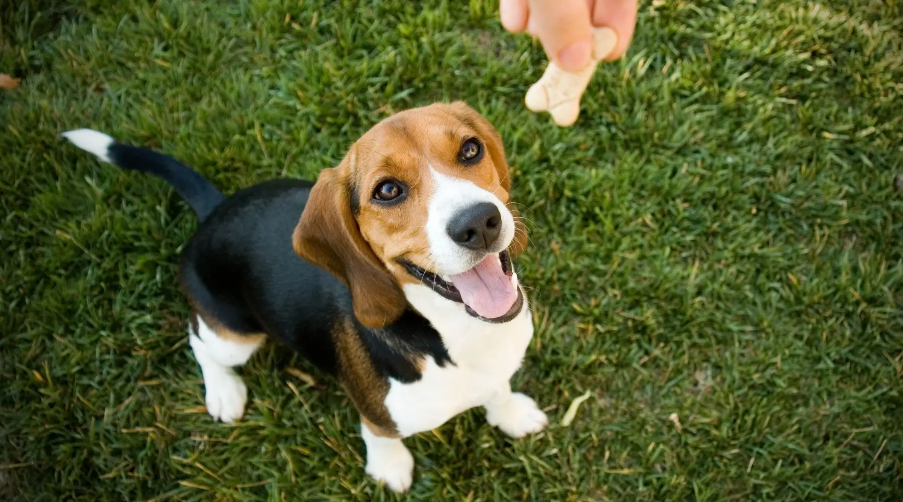 Good Dog Tricks to Teach Your Dog
