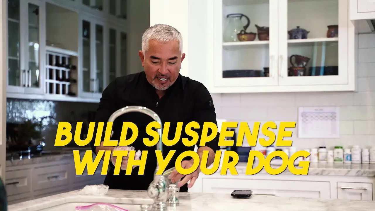 Good Dog Tricks to Teach Your Dog